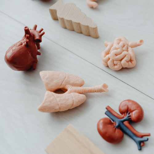 Medical & Educational Models